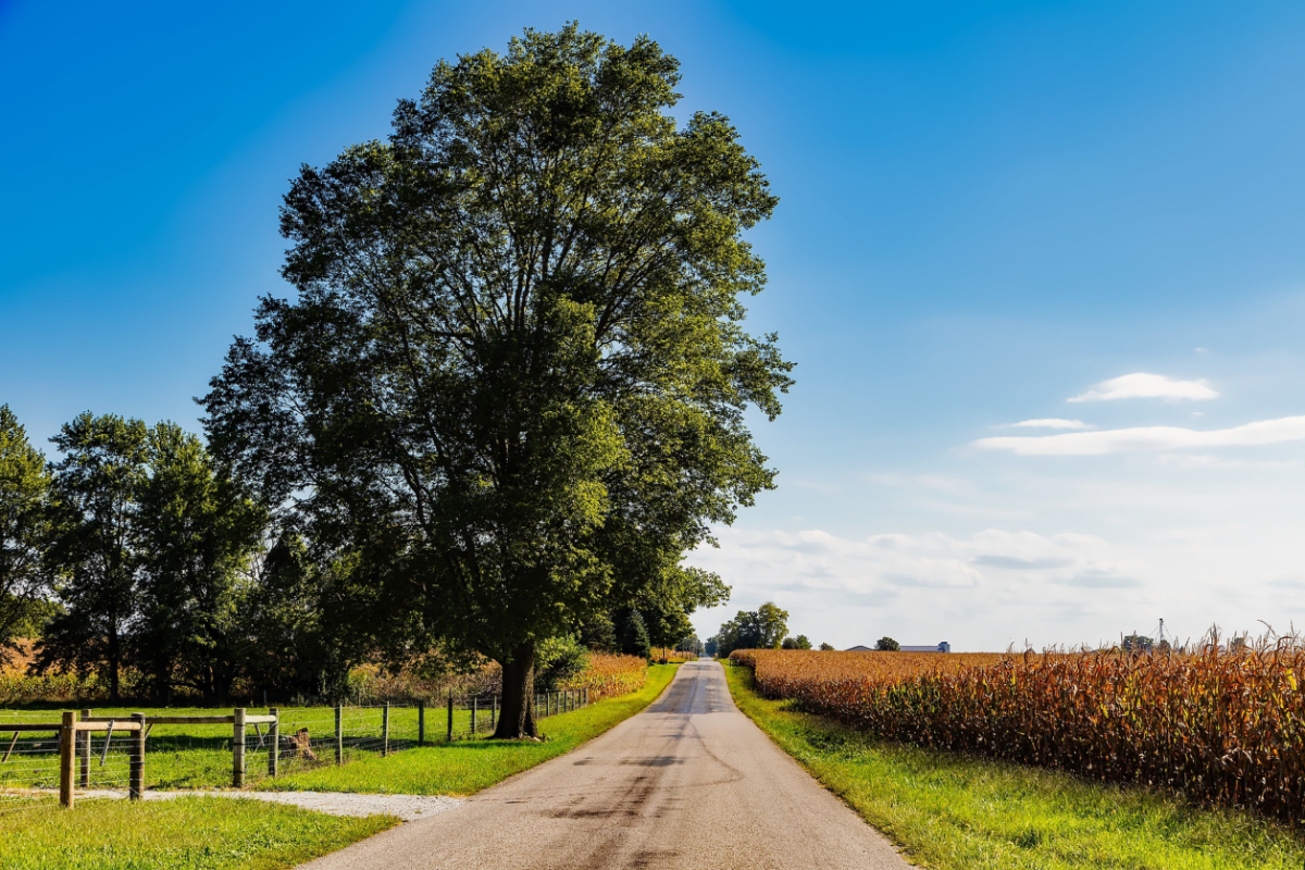 cornfield 