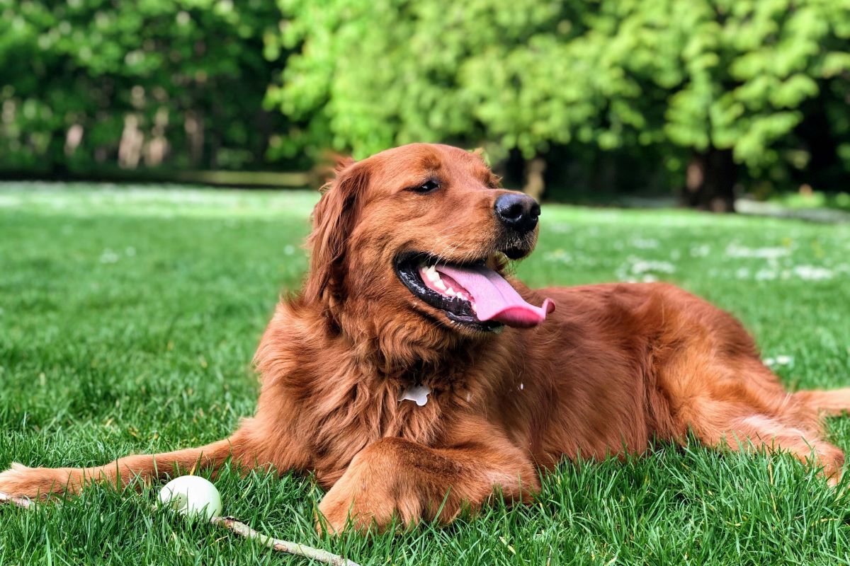 dog at a park