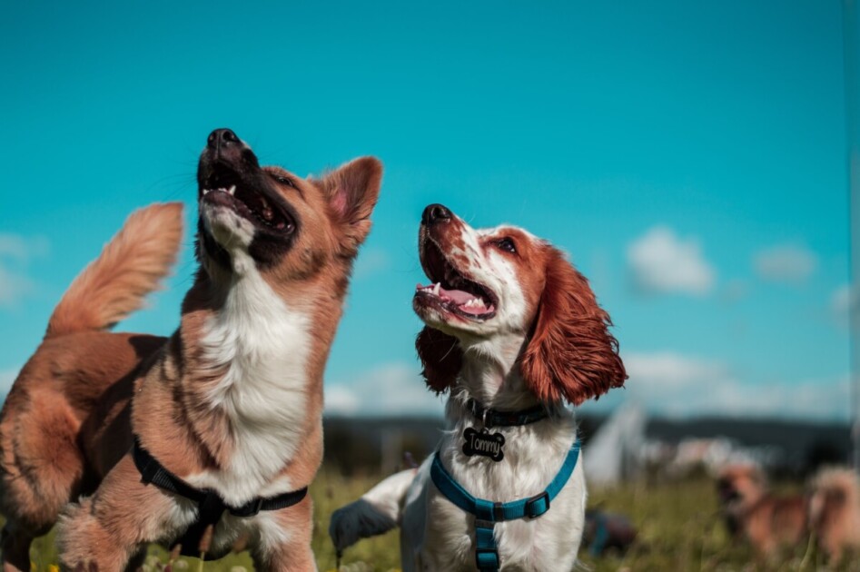 Two dogs at a dog park