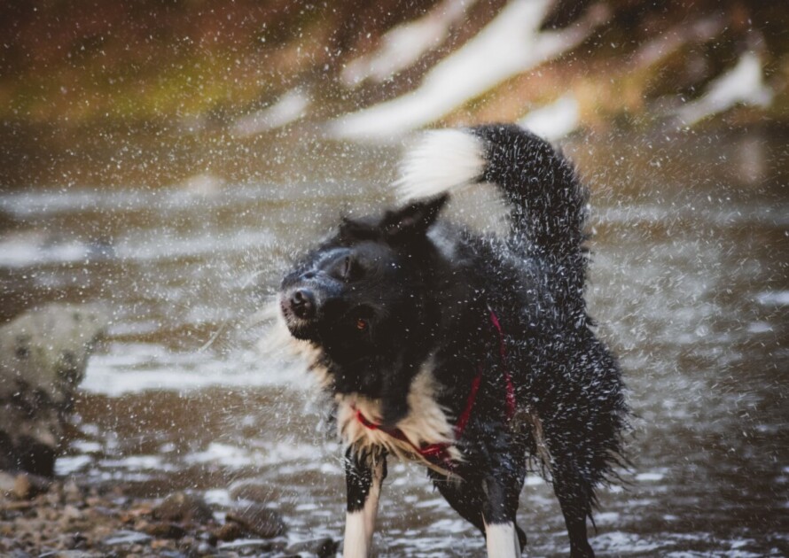 Dog shaking off after swimming