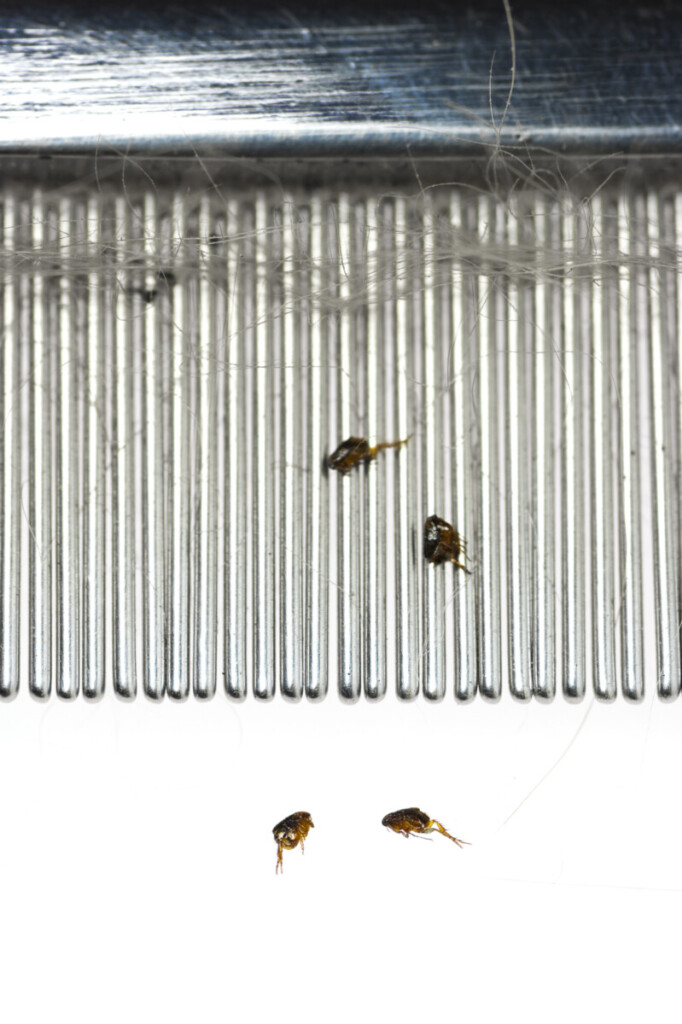 fleas stuck in a flea comb